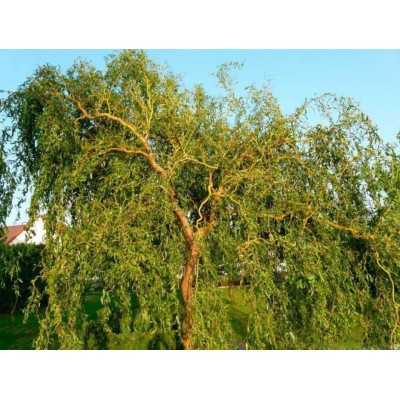 Саженцы Ивы "Ива Матсудана": отзывы и описание сорта Саженцы Ивы "Ива Матсудана": отзывы и описание сорта