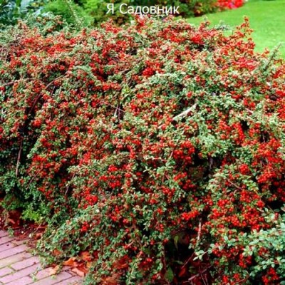 Саженцы Кизильника "Вариегатус": цена и описание сорта Саженцы Кизильника "Вариегатус": цена и описание сорта