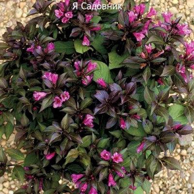 Саженцы Вейгела "Минор Блэк": цена и описание сорта Саженцы Вейгела "Минор Блэк": цена и описание сорта