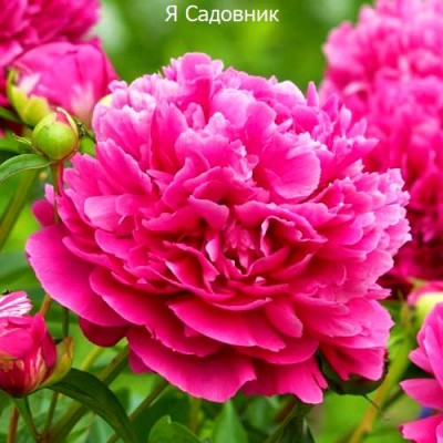 Пионы "Карл Розенфельд": фото и описание сорта Пионы "Карл Розенфельд": фото и описание сорта