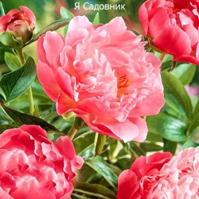 Пионы "Пинк Гавайан Корал": отзывы и описание сорта Пионы "Пинк Гавайан Корал": отзывы и описание сорта